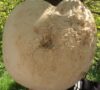 Veoma neobično: Pronađena džinovska gljiva teška čak 13 kilograma u Turskoj