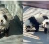 Zoološki vrt u Kini obojio pse kako bi izgledali kao pande